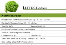 Lettuce Calories