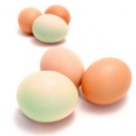 Salmonella Laced Eggs