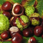 Horse Chestnuts